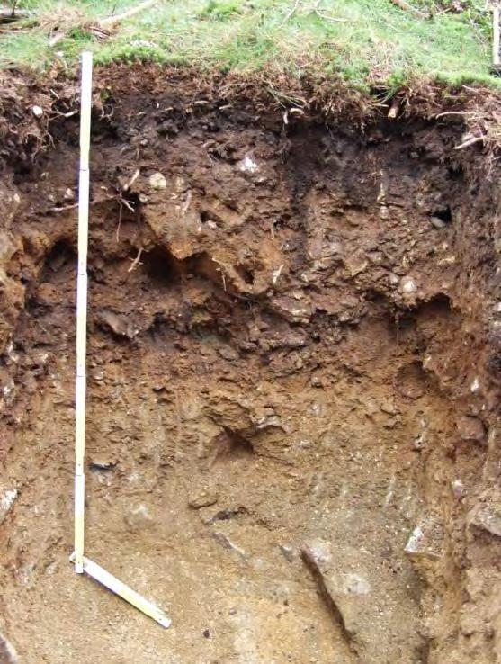 Szklarska Poręba nr EU 71; WISL 85/13 Klasyfikacja gleb leśnych Polski (2): Gleba brunatna kwaśna (BRk) wytworzona z gliny rezydualnej wytworzonej z granitów.