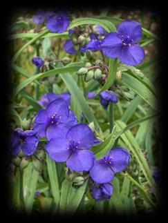 Kosaciec syberyjski Perrys blue Iris