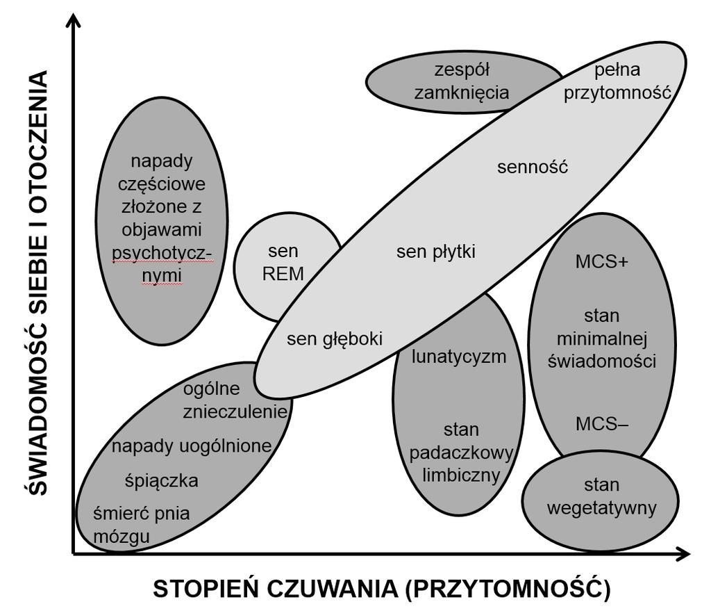 mózgową bocznych okolic półkul mózgu, w tym obustronnie grzbietowo-boczną korę przedczołową oraz tylną korę ciemieniową, podczas gdy świadomość wewnętrzna aktywuje korę mózgową przyśrodkowych