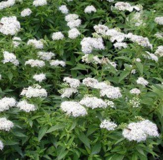 8. Spiraea japonica Albiflora tawuła japońska Albiflora Niski, odporny krzew o ładnych kwiatach. Pędy wzniesione.