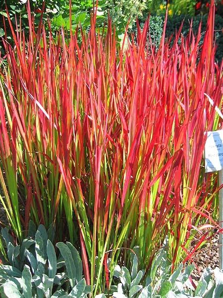 10. Imperata cilindrica Red Baron imperata cylindryczna Red Baron Trawa rozłogowa średniej wielkości, rozrastająca się dość wolno. Osiąga wysokość 40-60 cm.