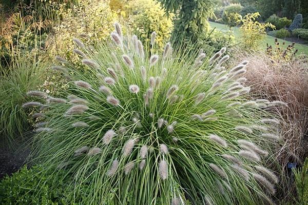 12. Pennisetum alopecuroides rozplenica japońska Osiąga 80 cm wysokości i tworzy zwarte kępy.