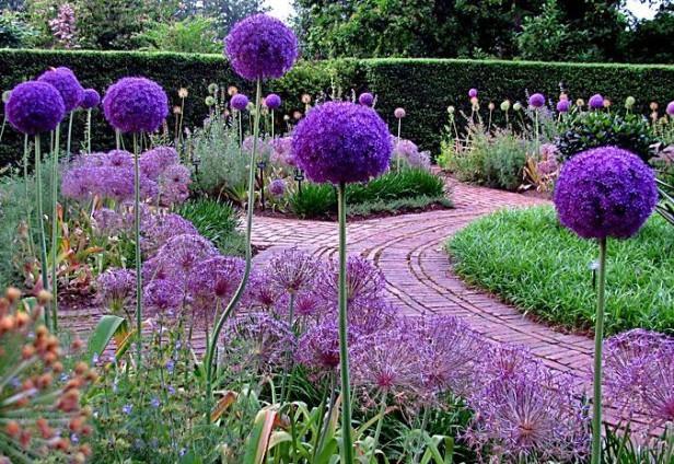 Rośliny cebulowe 14. Allium giganteum czosnek olbrzymi Czosnek olbrzymi jest najokazalszym z czosnków. Na grubym pędzie osadzony jest olbrzymi purpurowy kwiatostan- średnicy 12-15 cm. Fot. 15.