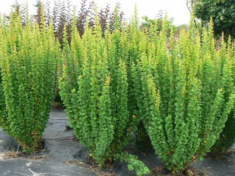 2. Berberis thunberga Erecta berberys Thunberga Erecta Wąski, ciernisty krzew z wyprostowanymi pędami, z wiekiem rozkładającymi się na boki. Osiąga 1,5 m wys.