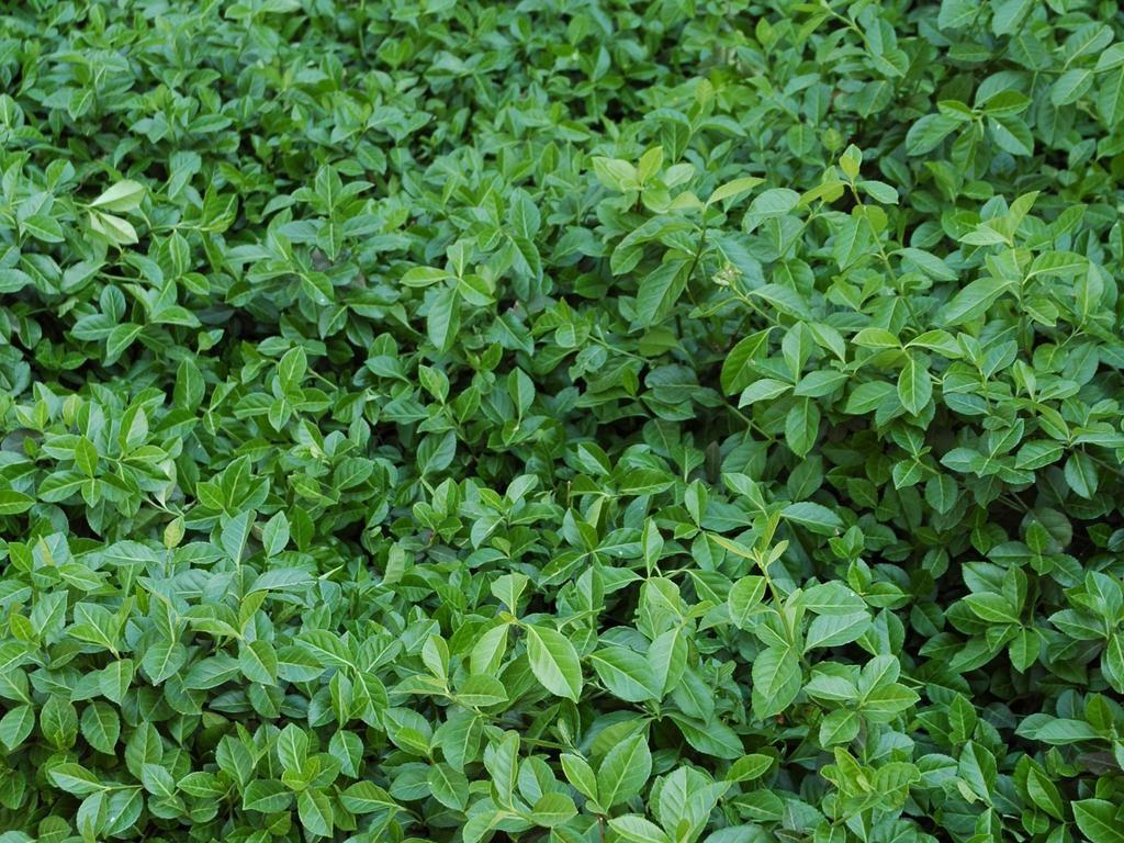 Doskonała roślina żywopłotowa. Fot.3. berberys Thunberga Erecta 3.Euonymus fortune Coloratus trzmielina Fortune a Coloratus Niski, ścielący się krzew, tworzący kobierce o wys.