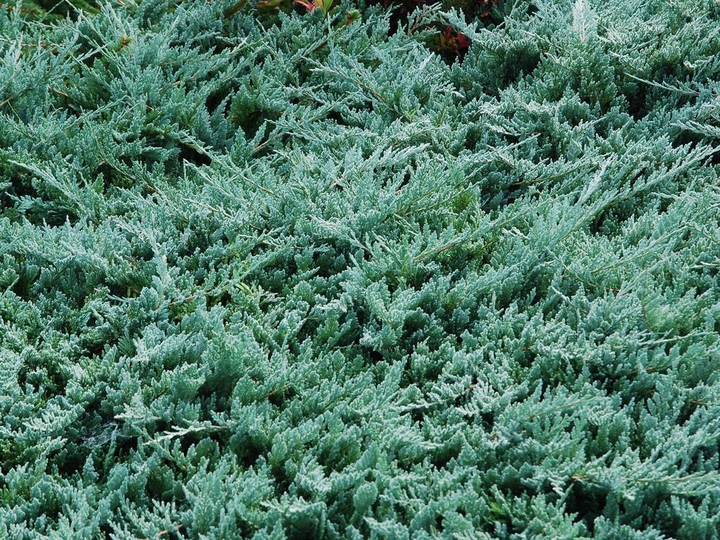 4. Juniperus horizontalis Wiltoni jałowiec płożący Wiltoni Odmiana o płożącym pokroju, dosyć silnym wzroście, osiągająca po 10 latach 0,1 m wys. przy 2 2.