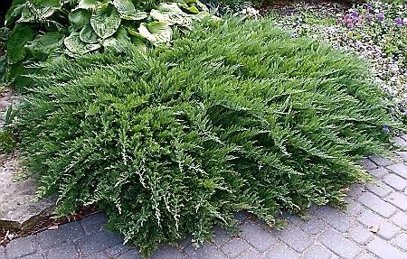 Juniperus sabina Tamariscifolia jałowiec sabiński Tamariscifolia Karłowy, niski krzew o dosyć powolnym wzroście, osiągający po 10 latach 0,3 m wys.