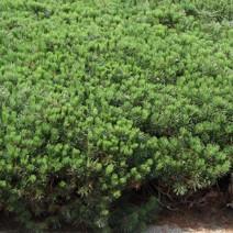 6. Pinus mugo var. Pumilio sosna górska Pumilio Krzew zwarty, dorasta do ok. 1 m wys. i 2 m szer., przyrasta ok. 8 cm rocznie.