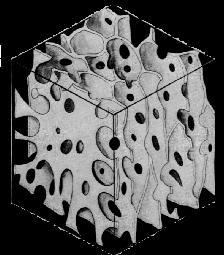 zamknięte przypominające ściany, płyty. A B D C E Ry.6. Przestrzenna rekonstrukcja struktur ludzkiej tkanki kostnej gąbczastej: A,D.