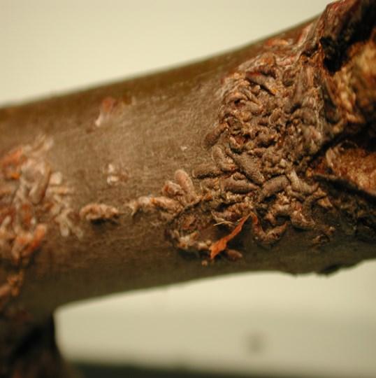 toczyka gruszowiaczka