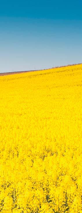 Agrostor Storkówko Sp. z o.o. (1700 ha) Krystof Roznowski Dyrektor Storkówko (zach pom.