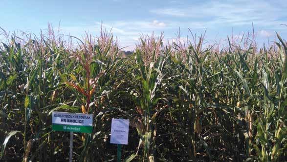 KRESOWIAK DOBRA NASZA HODOWCA: HR SMOLICE KIERUNEK UŻYTKOWANIA : KISZONKA FAO: 240 bujne i wysokie rośliny dobry stay green dobra odporność na głownię guzowatą bardzo dobra