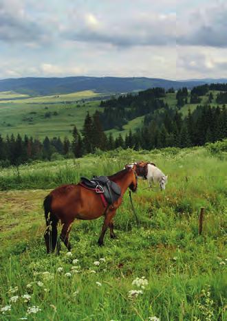 Okolo celej Oravskej priehrady je vybudovaná sieť cyklotrás.