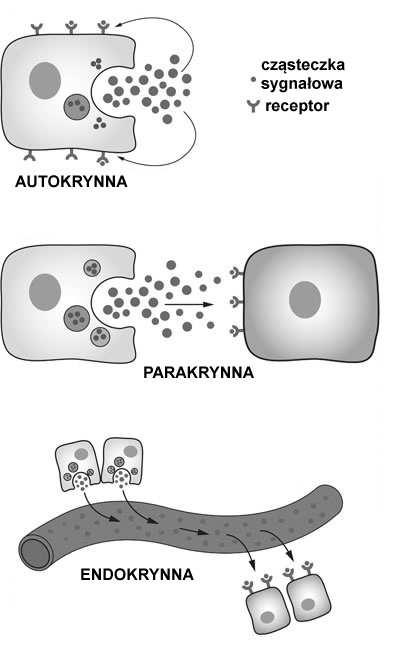 Charakter chemiczny hormonów: peptydy/białka