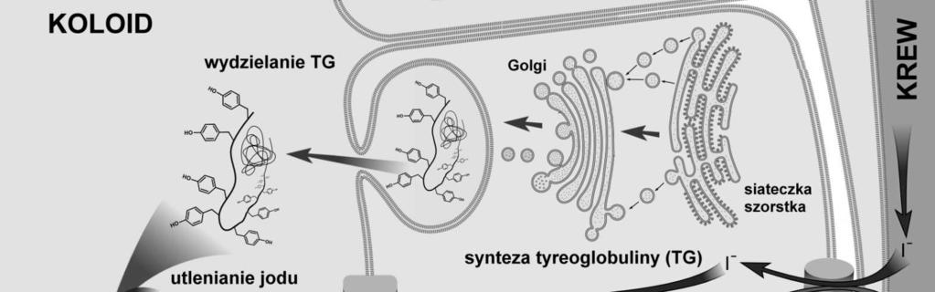 (wynik działania tyreoperoksydazy) (3) w komórkach