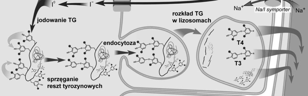 trawienie w lizosomach, transport produktów trawienia - T 3 i