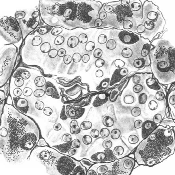 obwodowa glukagon Beta (B) Delta