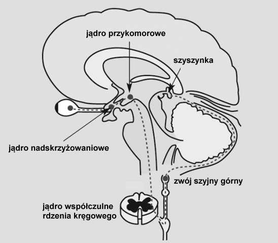 (sezonowym) Bodźce nerwowe generowane w