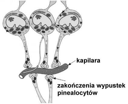 docierają ostatecznie do szyszynki włóknami