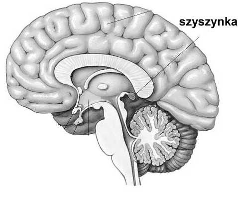 komórkami neurogleju Tkanka łączna opony