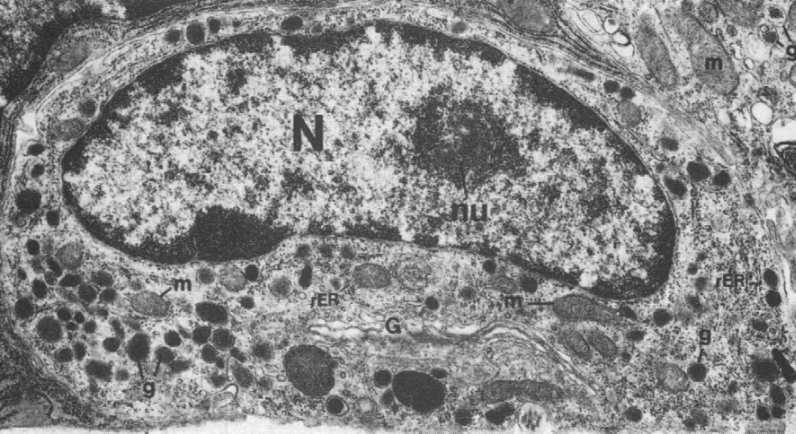 - szorstka siateczka, wolne rybosomy, Golgi - rozbudowany cytoszkielet - w