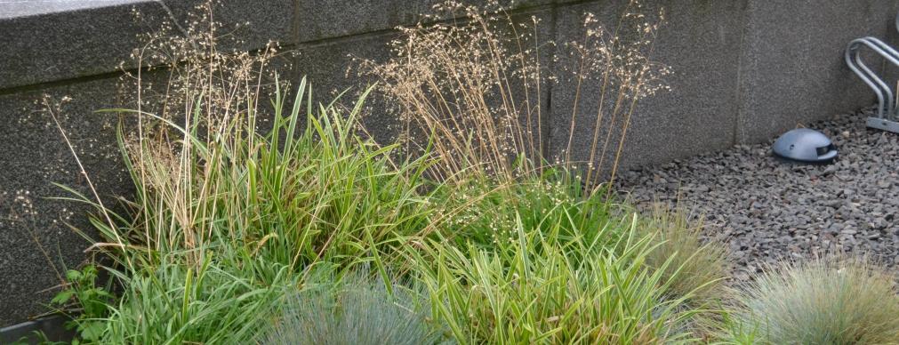 Nazwa polska Nazwa łacińska Wierzbownica drobnokwiatowa Epilobium parviflorum Mięta wodna Mentha aquatica Bodziszek błotny Geranium palustre Filipendula ulmaria Menyanthes trif oliata Wiązówka błotna