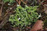 Cladonia foliacea -