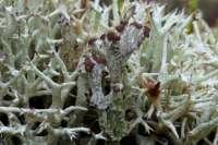 Cladonia pyxidata - chrobotek kubkowaty Rośnie na