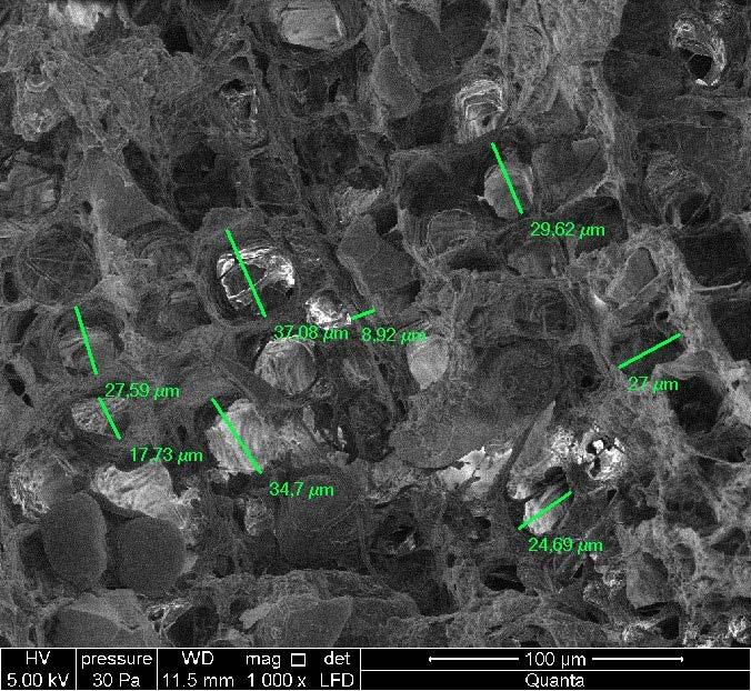 368 A. Wdowiak Rys. 8. Budowa mikroskopowa sosny zwyczajnej Pinus sylvestris L. - degradacja biologiczna Fig. 8. Microscopic structure of pine Pinus sylvestris L.