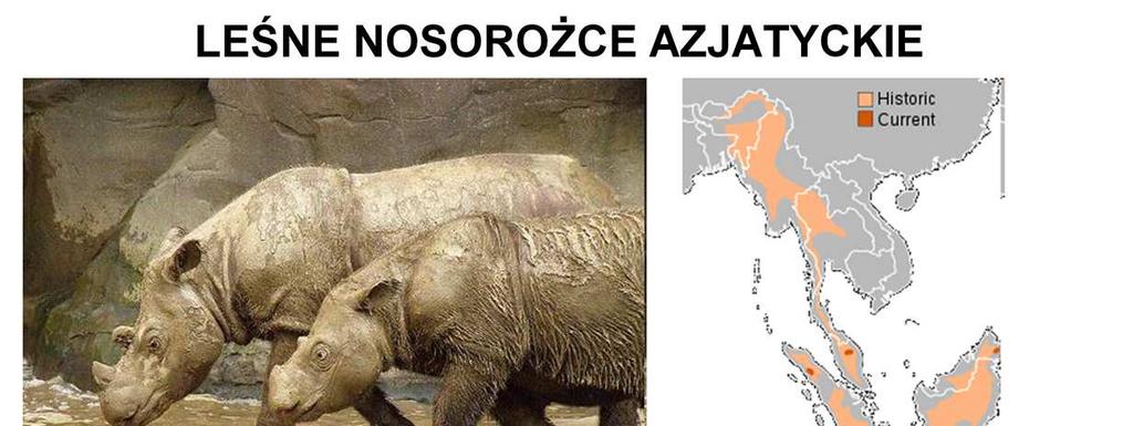 Dwa pozostałe gatunki leśnych nosorożców azjatyckich są na krawędzi