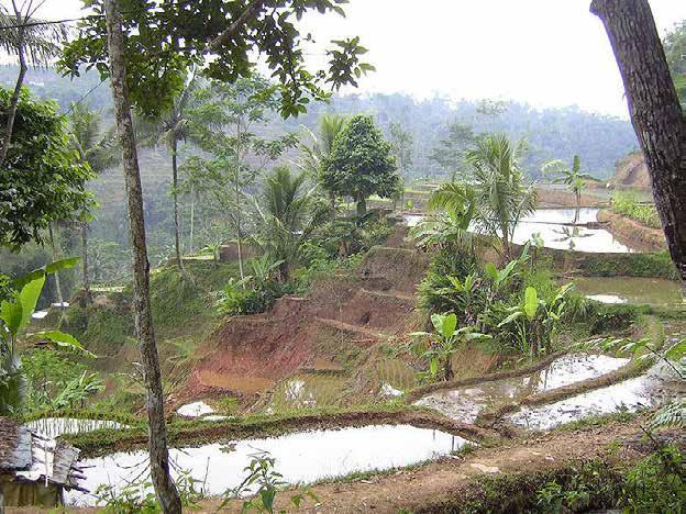 Padi, czyli ryż zalewowy (mokry, padi), uprawiany jest na obszarach nizinnych lub usytuowanych w dolinach rzek.