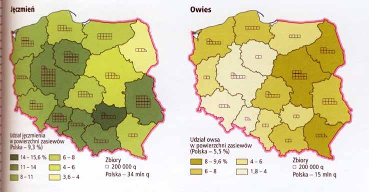 13,7% Rzepak 10,7% Pszenica 24,9%