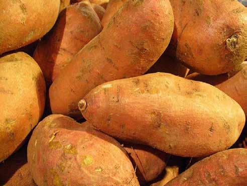 2. Bataty (słodkie ziemniaki) Bataty (słodkie ziemniaki) roślina żywieniowa, bulwy