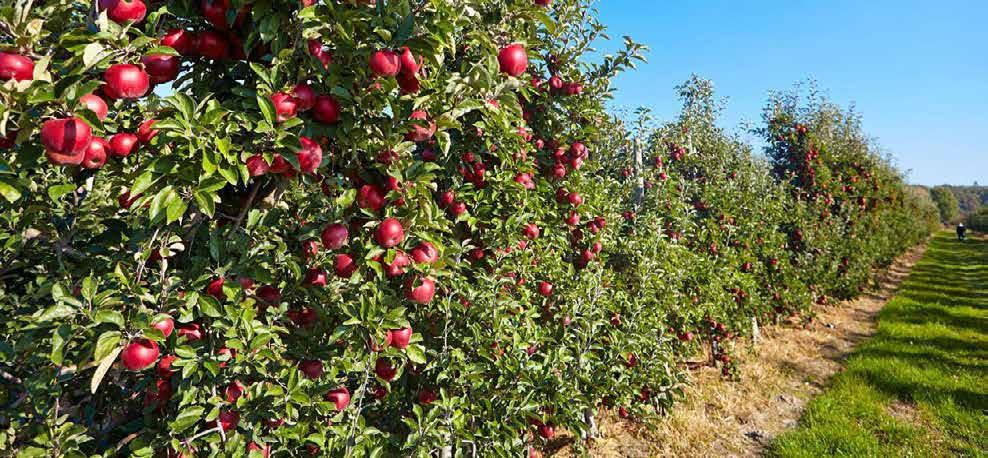 Jabłka w Polsce Jabłonie w Polsce stanowią ponad 50% drzew owocowych.