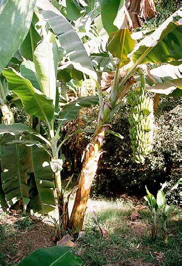 Banany produkcja i obrót międzynarodowy Z ogólnej systematycznie rosnącej produkcji bananów słodkich, wynoszącej w