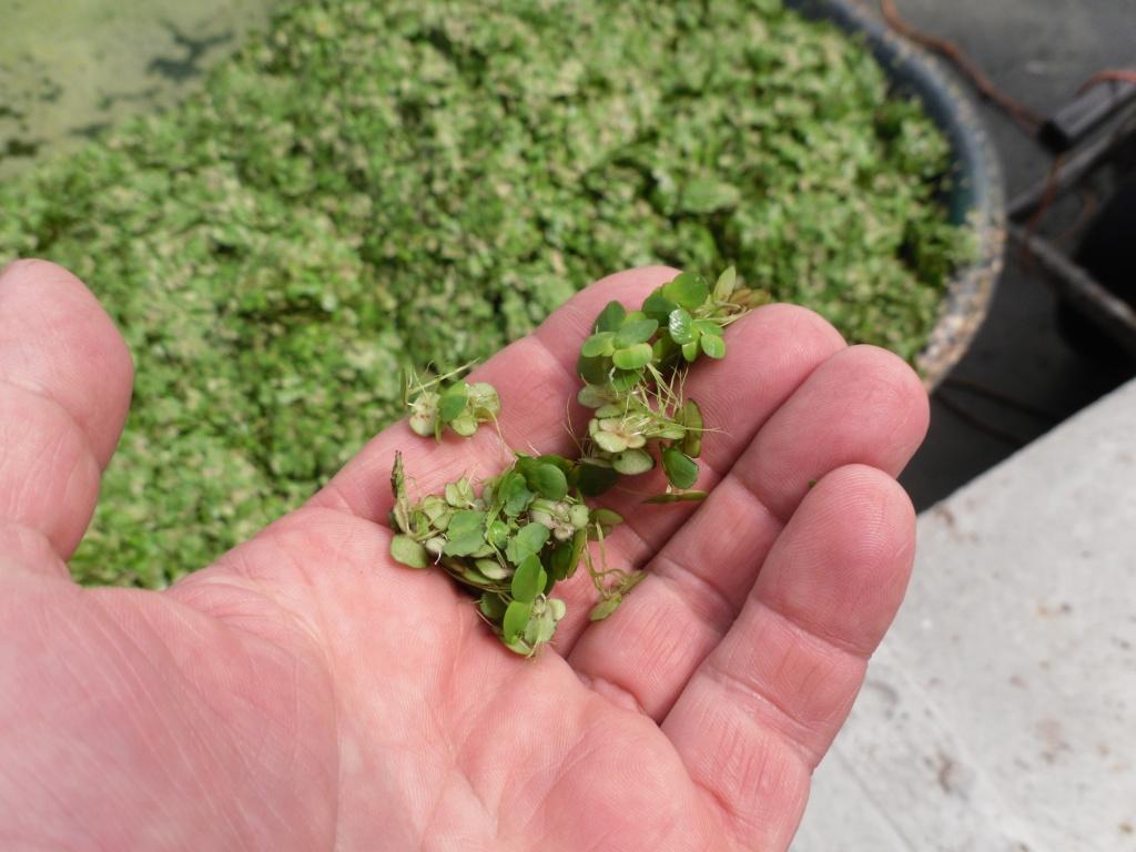 ERA-NET Bioenergy, Integrated