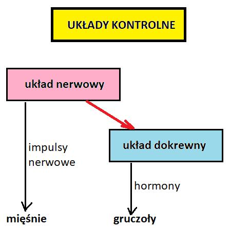 Układ dokrewny (hormonalny, wewnątrzwydzielniczy, endokrynny) układ narządów u zwierząt składający się z gruczołów dokrewnych i pojedynczych komórek tkanek; pełni funkcję regulacyjną.