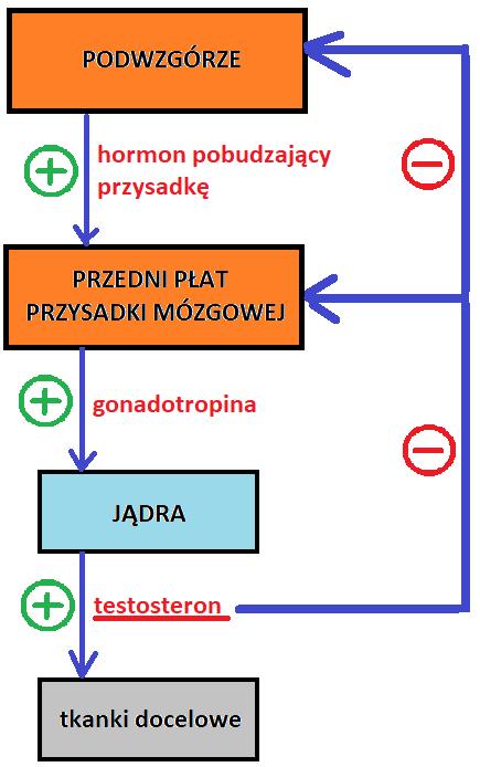 MECHANIZMY KONTROLUJĄCE WYDZIELANIE HORMONÓW Ujemne sprzężenie zwrotne na przykładzie wydzielania testosteronu Dotyczy wydzielania: testosteronu przez jądra (przy udziale