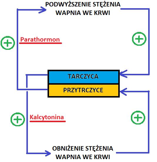 MECHANIZMY KONTROLUJĄCE WYDZIELANIE HORMONÓW Antagonistyczne działanie hormonów na przykładzie wydzielania parathormonu i