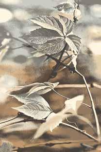 All rugs in Natural collection are weaved from entirely natural, not