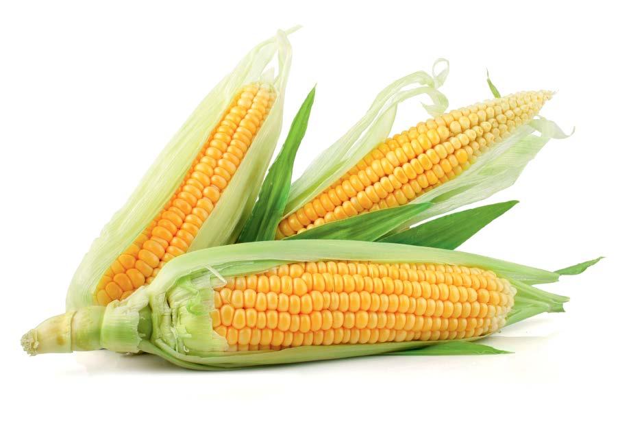 Kukurydza cukrowa za 5 000 nasion za 5 000 nasion TASTY SWEET Seminis 135.80 142.59 super słodka SV1446SD Seminis 151.42 158.