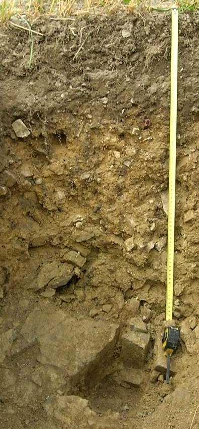 Poziomy glebowe C - poziom lub warstwa materiałów macierzystych gleb mineralnych lub mineralne podłoże gleb organicznych.