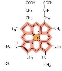 elektronów FMN (mononukleotyd flawinowy); FAD (dinukleotyd flawinowy)