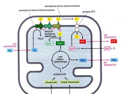 metabolizm