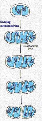 - liczebność podział mitochondrium odzwierciedlenie