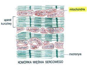 komórki komórki nabłonkowe jelita - w części