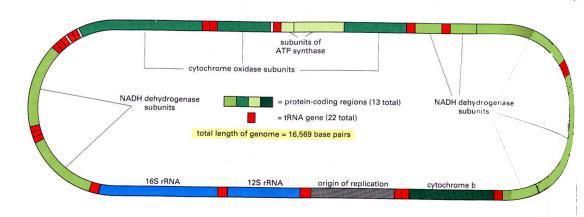 ludzki genom mitochondrialny Transport (import) białek do mitochondriów Sekwencja wiodąca
