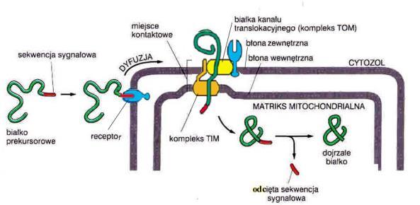 DNA Koduje: 2 mt rrna 22 mt trna 13 (z 67) polipeptydów łańcucha oddechowego i syntazy ATP