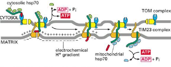 białek receptory dla sekwencji kierujących białka kanałów translokacyjnych rozfałdowanie