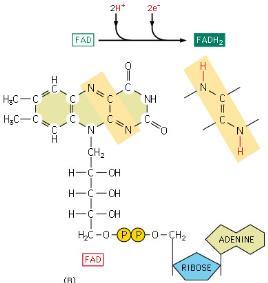 II etap - w matriks mitochondrium cykl kwasów trikarboksylowych (kwasu cytrynowego) pirogronian dekarboksylacja kompleks dehydrogenazy pirogronianowej 3 enzymy NADH acetylo CoA
